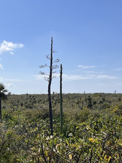 Agave caymanensis, photographed by caymanmatt