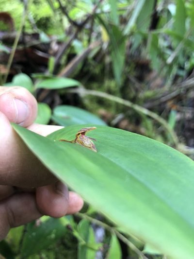 Pleurothallis matudana, photographed by Skjold Søndergaard