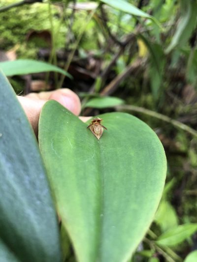 Pleurothallis matudana, photographed by Skjold Søndergaard