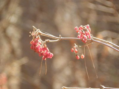 Viburnum dilatatum, photographed by Andrew Conboy