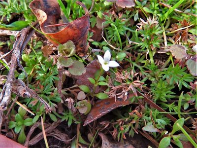 Houstonia micrantha, photographed by Annika Lindqvist
