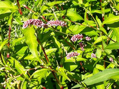 Persicaria hydropiper, photographed by Doug Miller