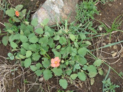 Krapovickasia flavescens, photographed by Gonzalo Roget