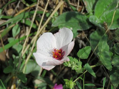 Pavonia cymbalaria, photographed by Gonzalo Roget
