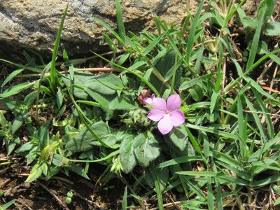 Stenandrium dulce, photographed by Gonzalo Roget