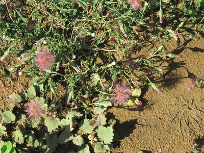 Noticastrum diffusum, photographed by Gonzalo Roget
