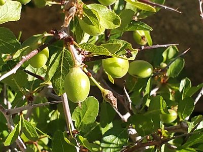 Prunus fremontii, photographed by Craig Martin