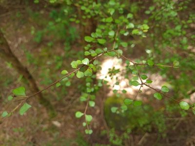 Lophomyrtus obcordata, photographed by gnapp
