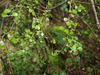 Lophomyrtus obcordata, photographed by gnapp