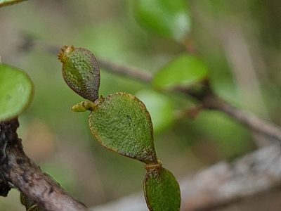Korthalsella lindsayi, photographed by gnapp
