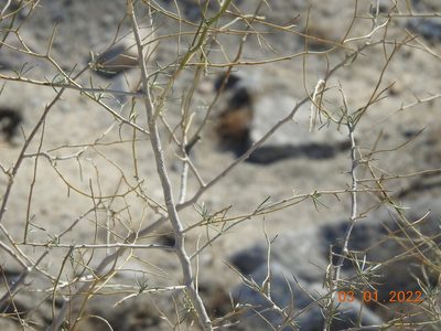 Psorodendron schottii, photographed by Diana