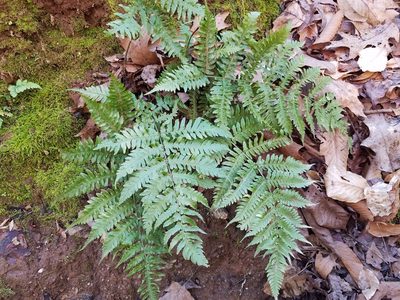 Dryopteris erythrosora, photographed by Leila Dasher