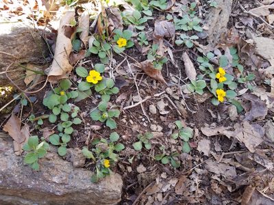 Chrysogonum repens, photographed by Leila Dasher