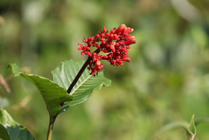 Palicourea nitidella, photographed by scaup