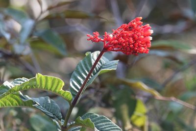 Palicourea nitidella, photographed by scaup