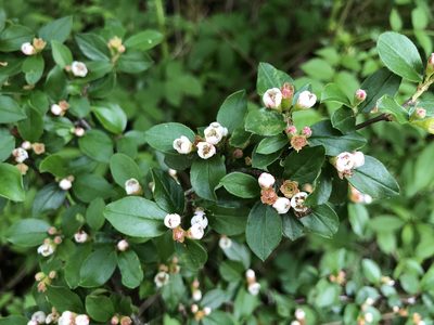 Cotoneaster divaricatus, photographed by Jason Grant