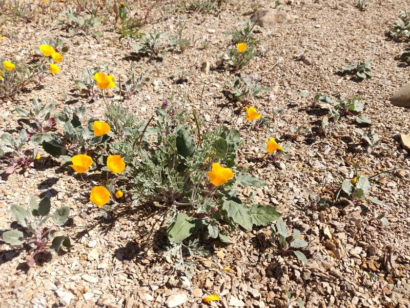 Eschscholzia hypecoides, photographed by Alexander Wentworth