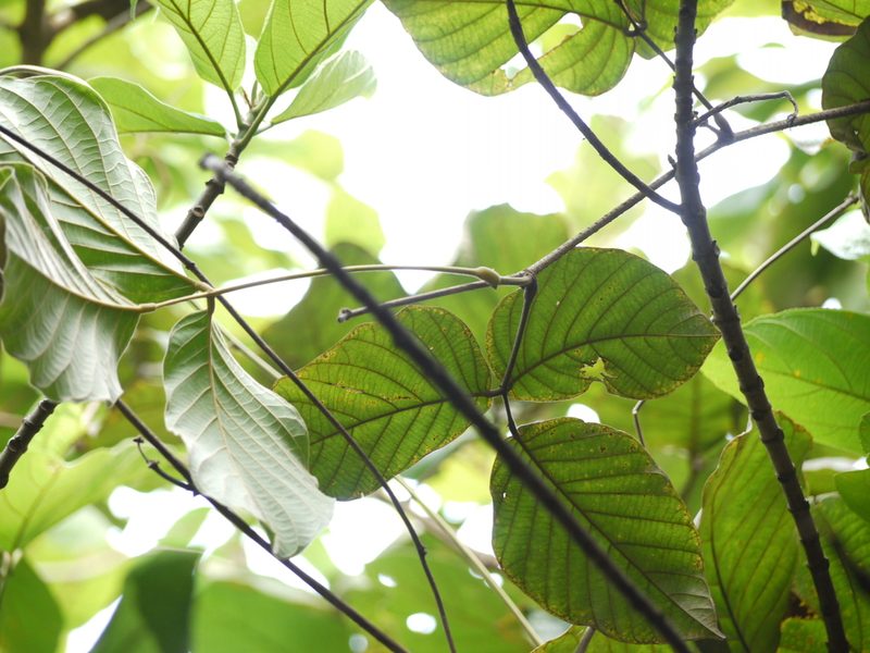 Spatholobus parviflorus, photographed by Dinesh Valke