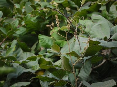 Spatholobus parviflorus, photographed by Dinesh Valke