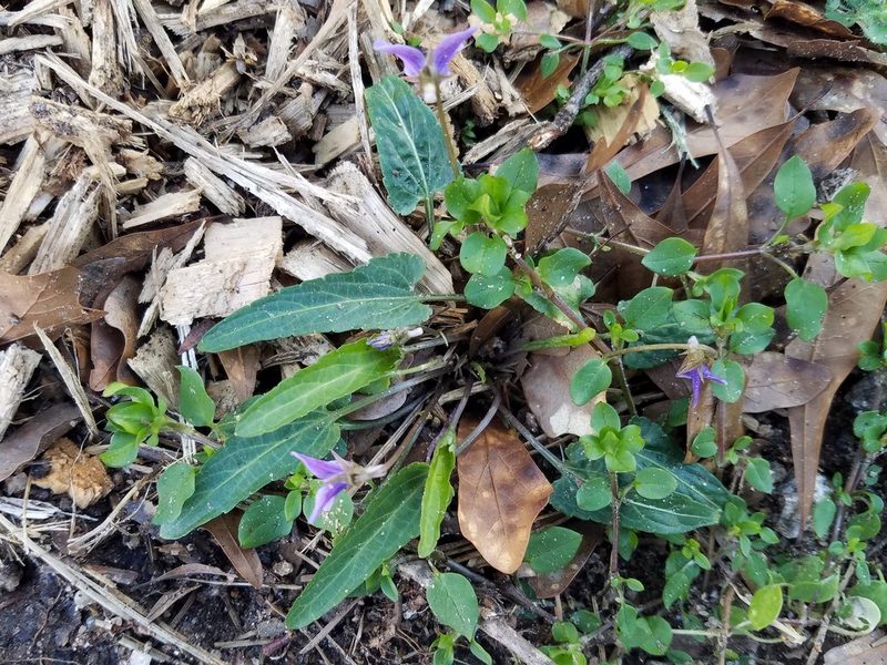 Viola inconspicua, photographed by Leila Dasher