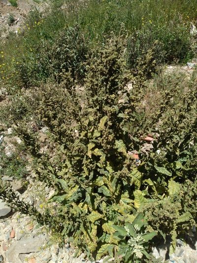 Nicotiana undulata, photographed by Alfredo F. Fuentes Claros