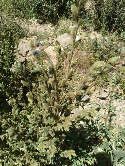 Nicotiana undulata, photographed by Alfredo F. Fuentes Claros