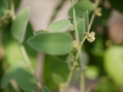 Cocculus hirsutus, photographed by Dinesh Valke