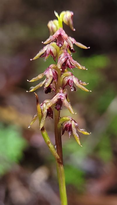 Genoplesium mucronatum, photographed by Eamonn Culhane