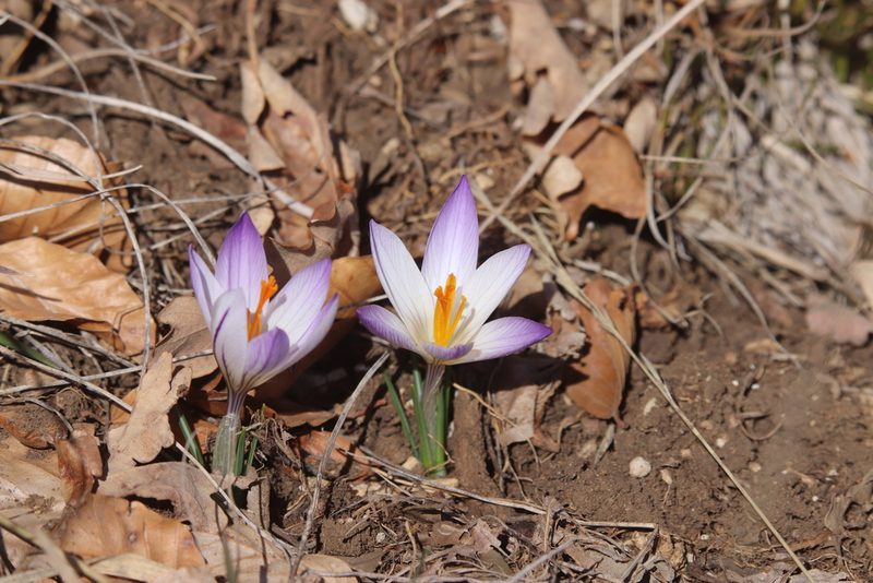 Crocus versicolor, photographed by Roland Godon