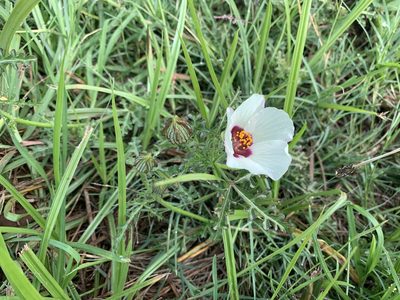 Hibiscus trionum, photographed by Haneef Tayob