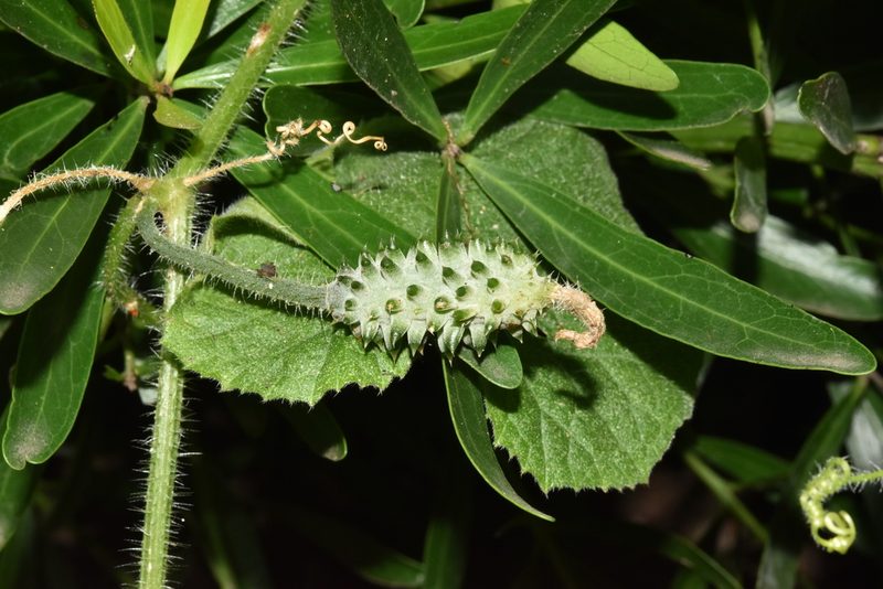 Cucumis metuliferus, photographed by Sunčana Bradley