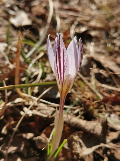 Crocus variegatus, photographed by Ljaž