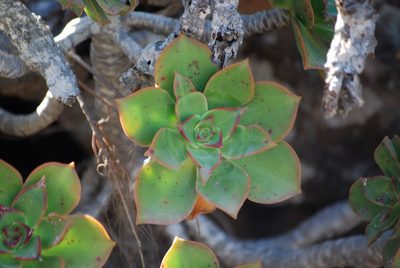 Aeonium lancerottense, photographed by Mirela