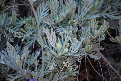 Lavandula pinnata, photographed by Mirela