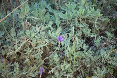 Lavandula pinnata, photographed by Mirela