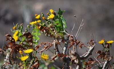 Sonchus pinnatifidus, photographed by Mirela