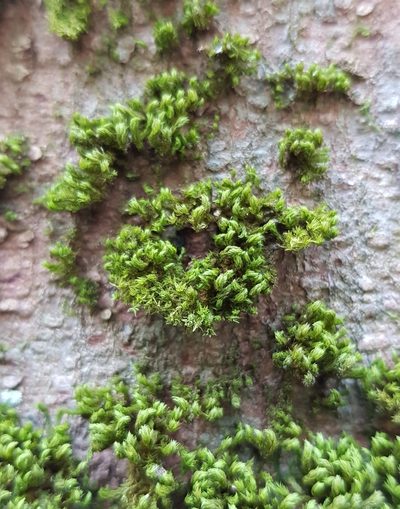 Zygodon viridissimus, photographed by Helen Waterman