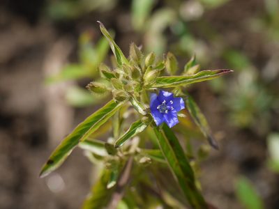 Hydrolea zeylanica, photographed by Dinesh Valke