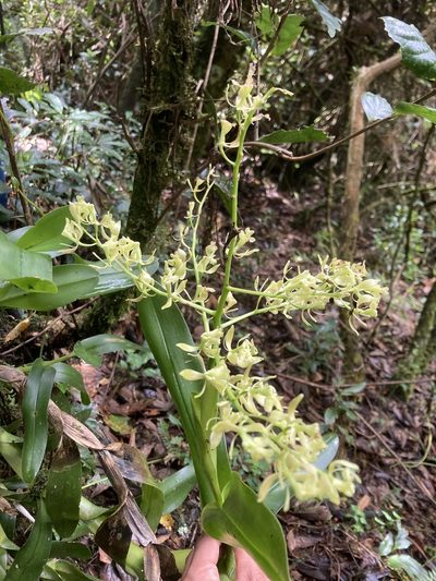 Epidendrum excisum, photographed by julianazuluaga-carrero