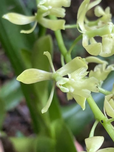 Epidendrum excisum, photographed by julianazuluaga-carrero