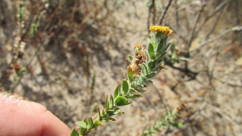 Athanasia capitata, photographed by James Deacon