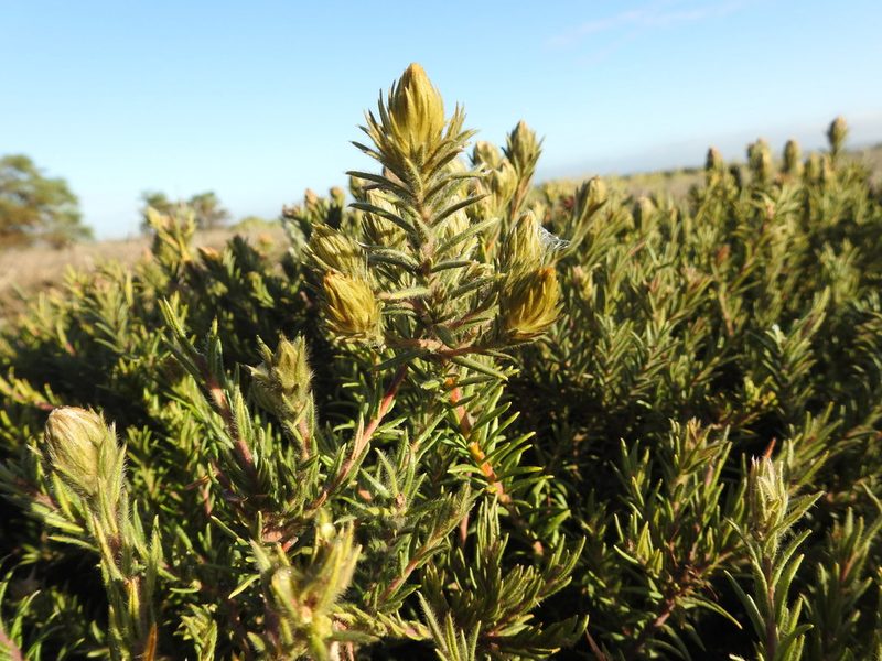 Phylica plumosa, photographed by Paul Emms