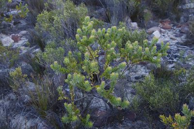 Leucospermum bolusii, photographed by Tony Rebelo
