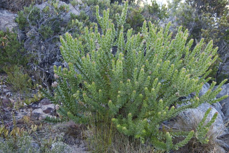 Leucospermum bolusii, photographed by Tony Rebelo