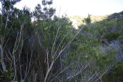 Metrosideros angustifolia, photographed by Tony Rebelo