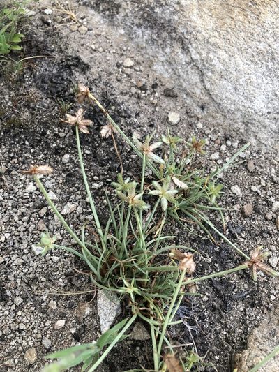 Cyperus rubicundus, photographed by Sunčana Bradley