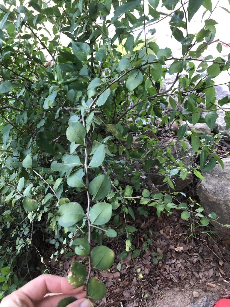 Gymnosporia macrocarpa, photographed by Sunčana Bradley