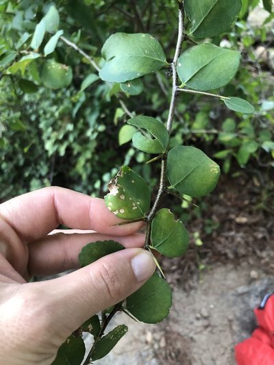 Gymnosporia macrocarpa, photographed by Sunčana Bradley