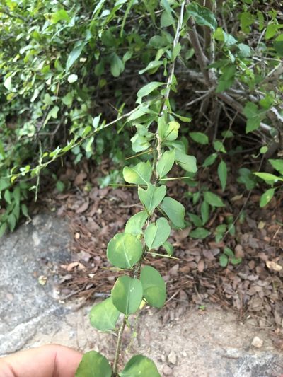 Gymnosporia macrocarpa, photographed by Sunčana Bradley