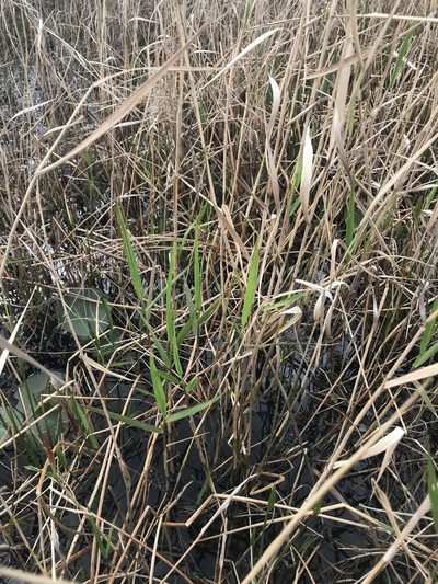 Panicum hemitomon, photographed by Pete Diamond